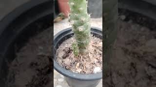 Austrocylindropuntia Subulata Eves Needle succulent cactusandsucculents viral cacti plants [upl. by Attenahs]