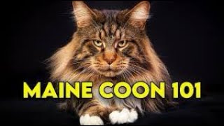 Maine Coon Cat 101  Watch This Before Getting One Full Guide [upl. by Nelyt]