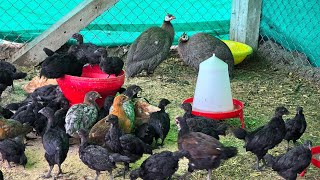 Guinea Fowl amp Poultry birds in one Shed [upl. by Vocaay]