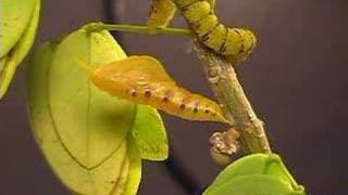 Time Lapse  Phoebis sennae Butterfly PupatesEmerges Metamorphosis V00086a [upl. by Hilario109]