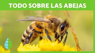 El ciclo de la abeja La importancia de la polinización [upl. by Arais880]