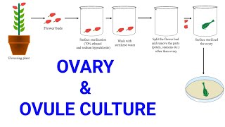 Ovary and Ovule or Megaspore culture  Production of female haploid plants  Gynogenesis [upl. by Gwennie227]