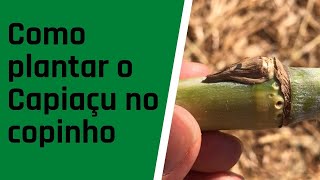 Plantando o BRS Capiaçu e BRS Kurumi em copinhos [upl. by Aneala]