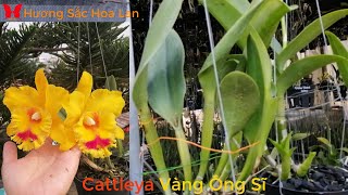 Cattleya Vàng Ông Sĩ tuyệt đẹp hoalan cattleya dendro brass orchids zalo 0903700048 [upl. by Saihttam]