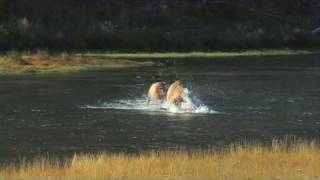 Elk Fighting in River  Yellowstone National Park [upl. by Kylstra915]