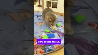 Tapis sensoriel aquatique pour les chats TENDANCE [upl. by Haeluj648]