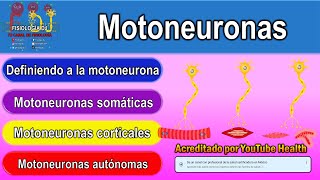 Motoneuronas  Motoneurona superior e inferior  Neurona motora superior e inferior [upl. by Balough206]