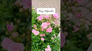 Fairy Polyantha Roses 🧚‍♀️ youtubeshorts flowers gardening [upl. by Beitz]