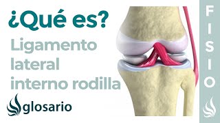 Ligamento LATERAL INTERNO de la RODILLA  Qué es ubicación función y lesiones [upl. by Kolb]