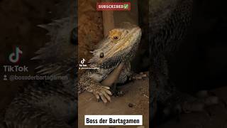 💥WIE DU EINE BARTAGAME RICHTIG ERWISCHST🧐💥 bossderbartagamen [upl. by Fabrin]