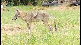 Urban Coyotes Roaming in yard Daytime Pup Skinny Tail Eastern Coyote FamilyPack [upl. by Erdman]