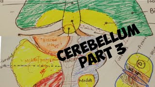 CEREBELLUM Morphological and Functional divisionnuclei of CEREBELLUM Neuroanatomy chapter 6 part 3 [upl. by Gamin]