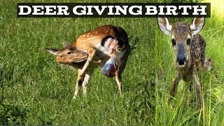 Deer Giving Birth and Labour [upl. by Heer860]