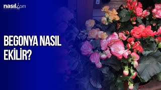 Begonya Nasıl Ekilir  Çiçek Bakımı [upl. by Nnahsal]