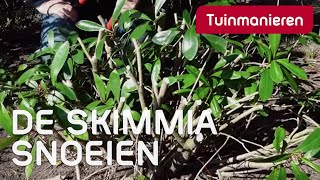 De Skimmia snoeien in het voorjaar hoe doe je dat  Tuinmanieren [upl. by Occir]