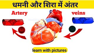 धमनी और शिरा में अंतर Differences between artery and veins arteries vs veins blood vessels [upl. by Eatnuahc754]