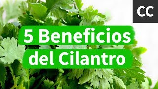 5 Beneficios del Cilantro  Ciencia de la Comida [upl. by Romeon]