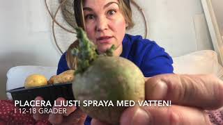 Odla potatis förgro rota potatis 5 potatissorter jag väljer i år [upl. by Arraes]