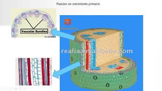 CLASE 2 A XILEMA Y FLOEMA [upl. by Anastatius728]