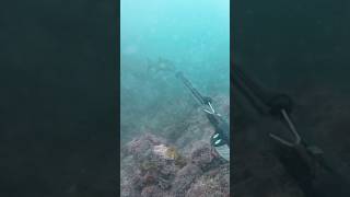 Spearfishing galjoen fishing ocean hunting adventure catch southafrica [upl. by Adnirb516]