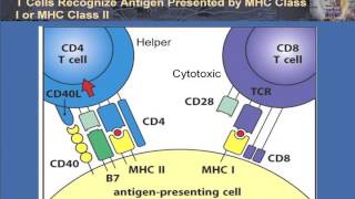 T Cell Activation and Control [upl. by Eisned]