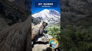 Mt Rainier and the Marmot mtrainier marmot mountrainiernationalpark fremontlookout [upl. by Dyche949]