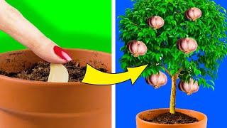 25 PLANTAS QUE PUEDES CULTIVAR FÁCILMENTE EN TU PROPIA COCINA [upl. by Lemrac933]