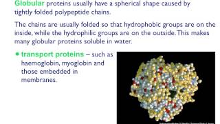 AS level B4 Fibrous and globular proteins [upl. by Nallid]