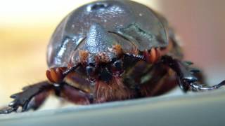 Oryctes rhinoceros  neushoornkever  coconut rhinoceros beetle in Thailand [upl. by Breh]