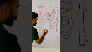 Diagram of NEPHRON Filtration unit of kidney Class 10 Science sciencediagram biology diagram [upl. by Atiram]