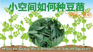 两种办法在小空间里种出够吃一顿的豆苗✌️Try these two methods to grow your own pea shoots in small spaces [upl. by Gnat]