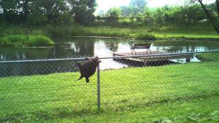 Snapping Turtle Climbs Fence [upl. by Sokil]