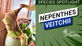 🔍 Species Spotlight 😍 Nepenthes veitchii Easy Nepenthes for Windowsill [upl. by Flor]