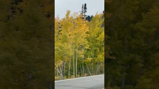 Aspens in Ouray [upl. by Groeg]