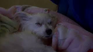 My cute Luna sleeping snoring 😴 dog cute morkie dogvideo funny fypシ゚ [upl. by Calvinna303]