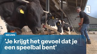 Melkveehouder uit zijn zorgen over krimp veestapel  L1 Nieuws [upl. by Atir]