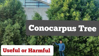 conocarpus Tree detailed information useful or Harmful [upl. by Snodgrass]