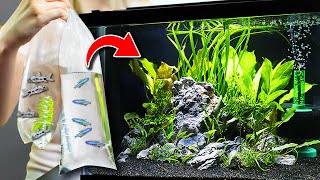 NEW Fish For 10 Gallon Planted Aquarium Community Tank [upl. by Rudich677]