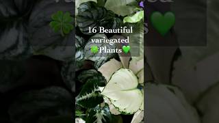 16 Variegated Indoor Plants🪴🏡 indoorsplants houseplants gardening [upl. by Arob]