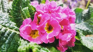 Primrose Care Primulas [upl. by Rudy]