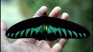 Rajah Brooke Butterfly  18 Sept 2016 [upl. by Eniamraj235]