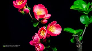 명자나무 꽃 개화 고구마 성장 타임 랩스 Chaenomeles lagenariaampIpomoea batatas LAMPlant Growing Time Lapse [upl. by Reuven441]