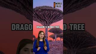 The Alien Island  Mystery of Dragon’s Blood Tree  hidden Truth of Socotra Island [upl. by Ovida588]