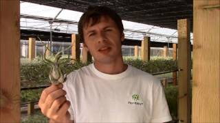 Tillandsia caputmedusae Planta Brutt video 23 Deutsch [upl. by Eniowtna410]