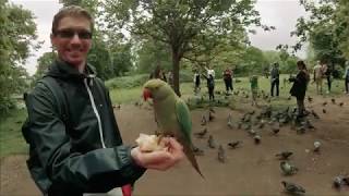 Feeding Birds in Hyde Park London [upl. by Neelcaj236]