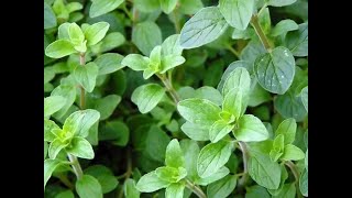 Oregano 101Tips amp Ideas for Using Oregano [upl. by Efi116]