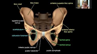 Gluteal Region  Gross Anatomy [upl. by Ramiah987]