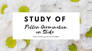 Study of Pollen Germination on Slide  Class 12 Biology Practical  Core Experiment 🧑‍🔬 [upl. by Harness]