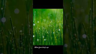 Breathe Relax Recharge Greeny Vibes nature relaxingmusic relaxing green [upl. by Olivero]