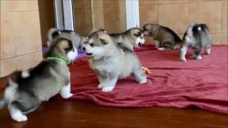 Alaskan malamute puppies [upl. by Anawik]